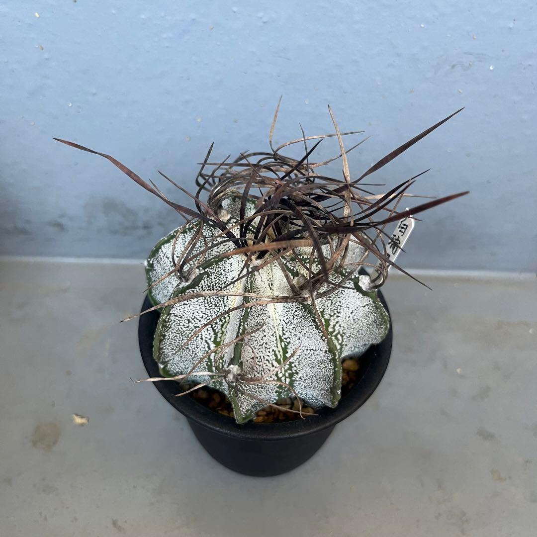 白瑞鳳玉　アストロフィツム　astrophytum 棘　多肉植物　サボテン　良株