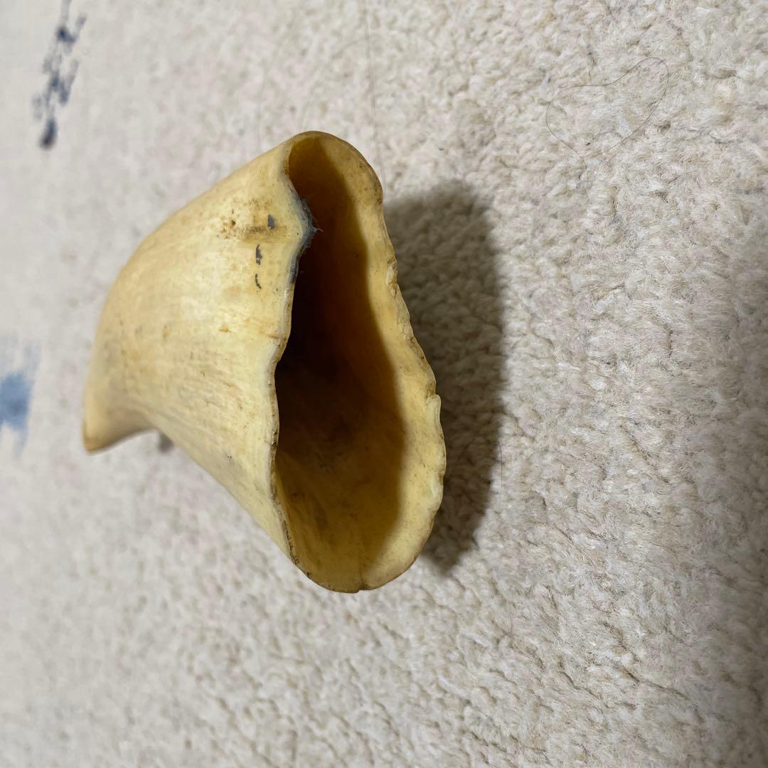 k*x様 鯨歯