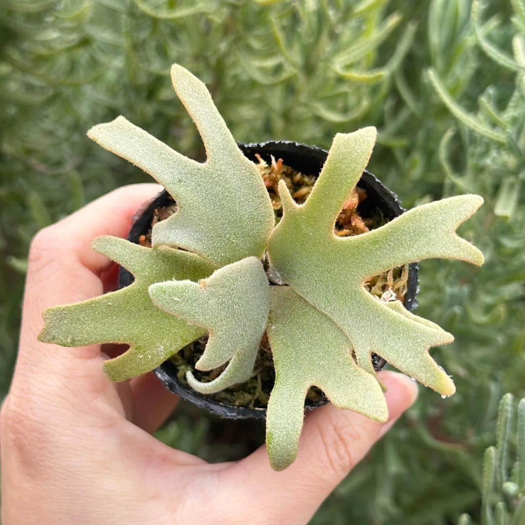 P. willinckii ’Jenny’ TC 211