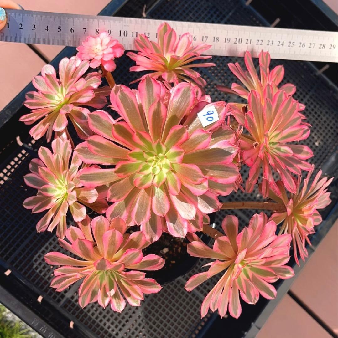 90#多肉植物アエオニウム錦❤️ かぐや ❤️1大頭12小頭27cm拔き苗