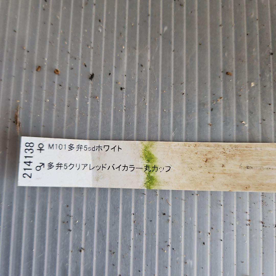 ㉖-635クリスマスローズ