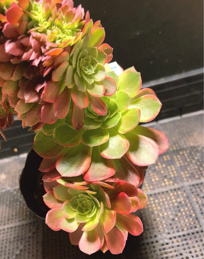 96#多肉植物アエオニウム錦❤️ ハロウィンイエロー錦セッカ ❤️34cm拔き苗