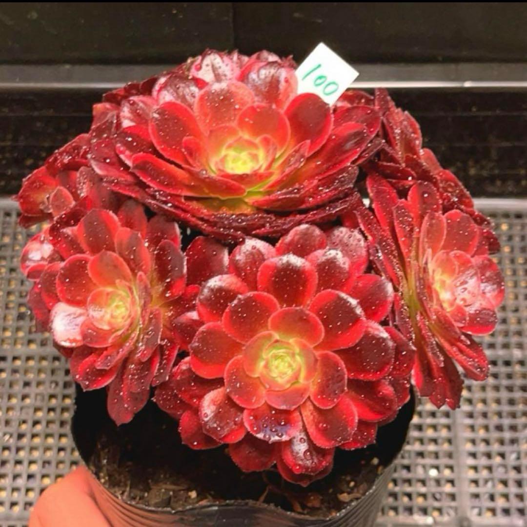 100#多肉植物アエオニウム錦❤️ アンナ ❤️11頭17cm拔き苗