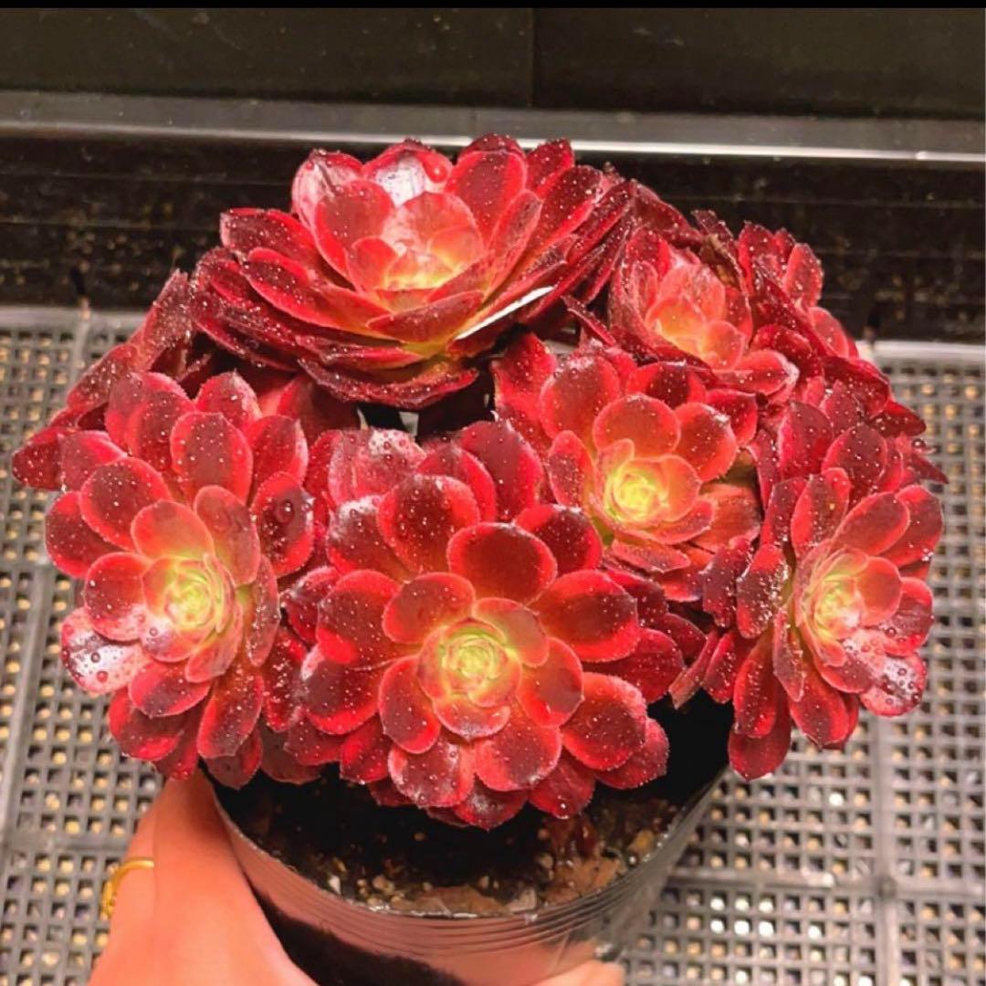 100#多肉植物アエオニウム錦❤️ アンナ ❤️11頭17cm拔き苗