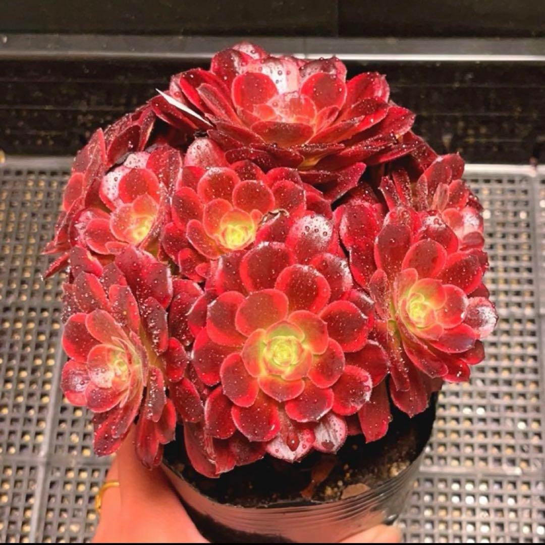 100#多肉植物アエオニウム錦❤️ アンナ ❤️11頭17cm拔き苗
