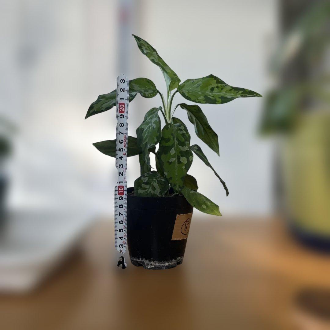 観葉植物 斑点模様の緑色の葉