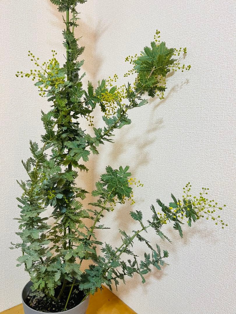 ✨【花芽付き】✨　毎年花が咲く　ミモザ　苗｜アカシア　✨希少サイズ　現物　1m