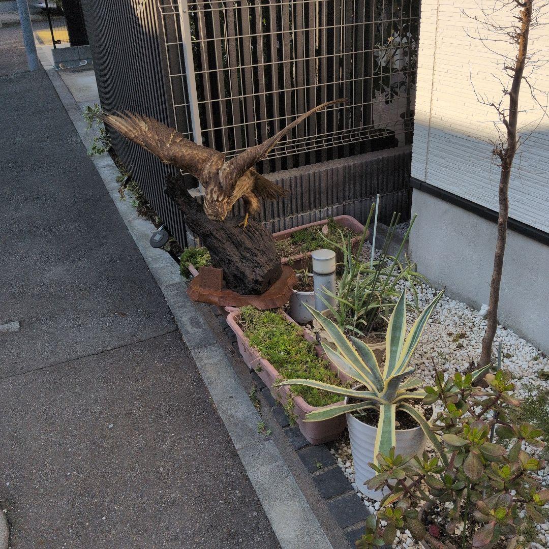 鷹の剝製