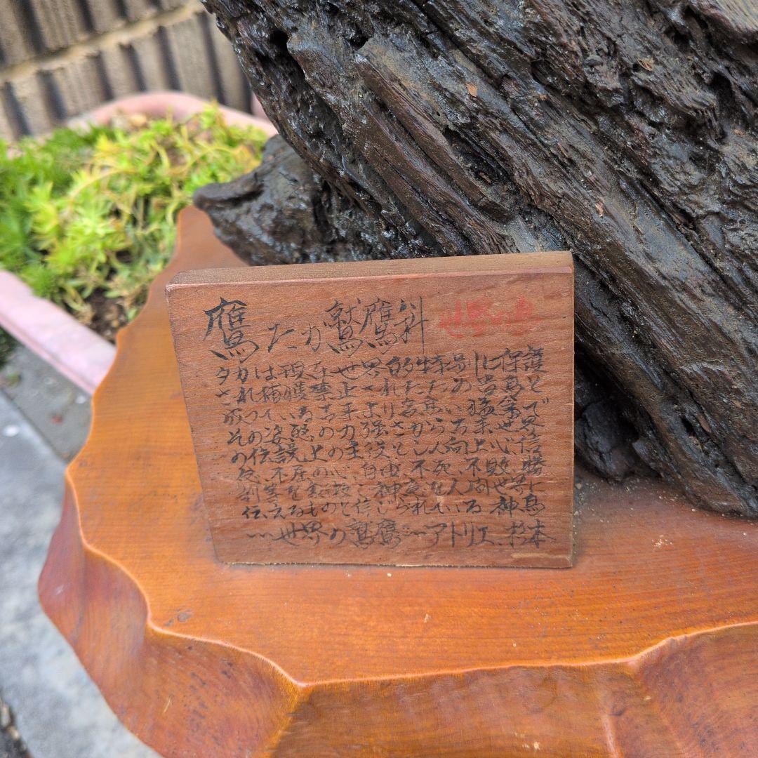 鷹の剝製