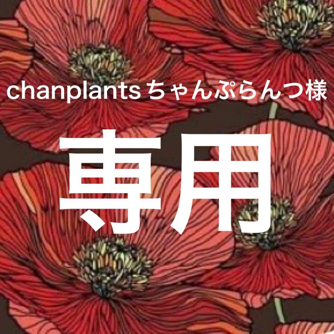 【メルカリ便】数量限定♡激レア♡八重咲白梅♡雲龍梅♡ウンリュウバイ♡鉢ごと発送♡