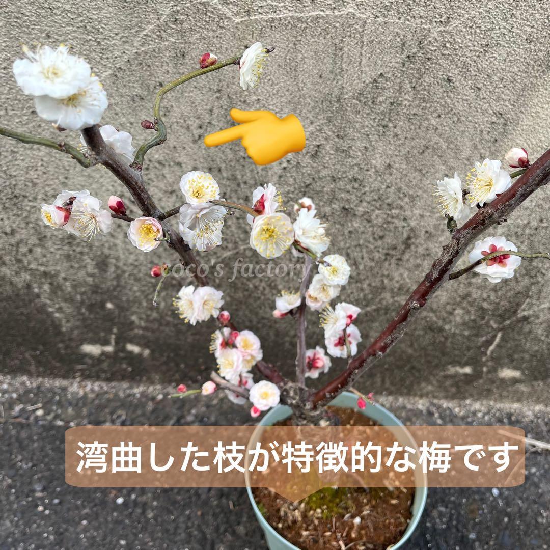 【メルカリ便】数量限定♡激レア♡八重咲白梅♡雲龍梅♡ウンリュウバイ♡鉢ごと発送♡