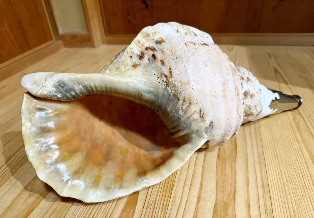 サービス価格‼️特大肉厚修験道法螺貝　山伏　密教❣️ホラガイ　ほら貝
