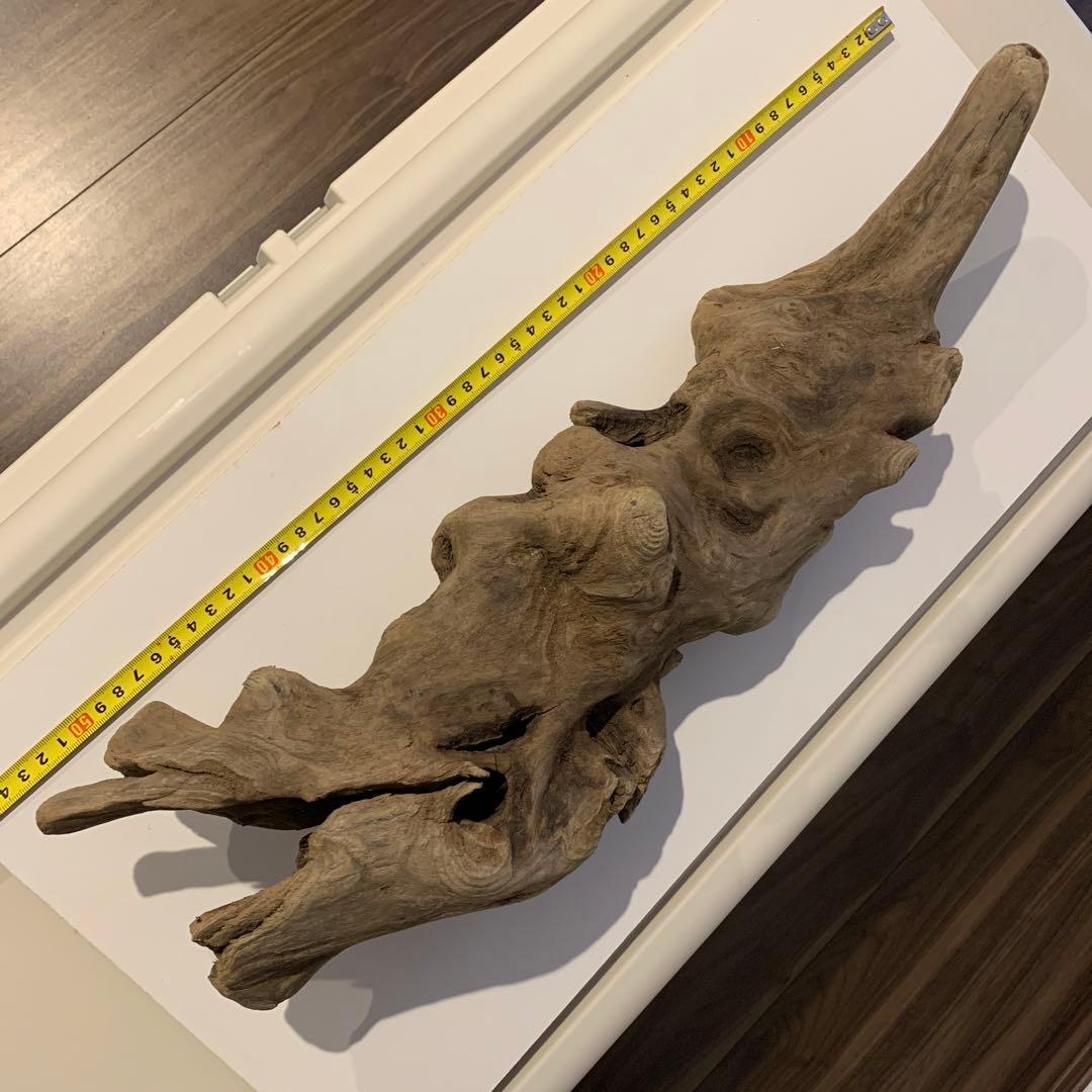 流木　約52㎝