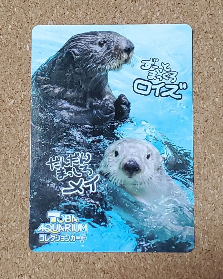 【激レア】鳥羽水族館 コレクションカード第2弾 ラッコ ロイズ メイ
