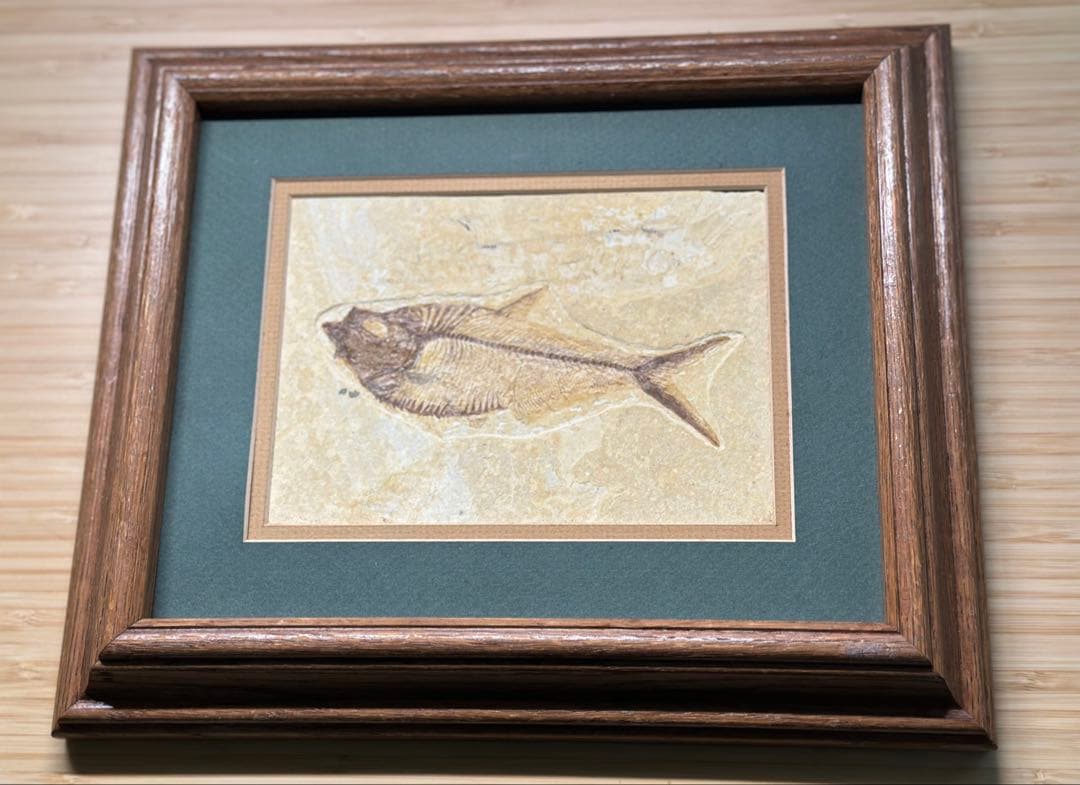 化石魚 フレーム付き 5000万年前(新世代/第三紀•始新世) 科学博物館 土産