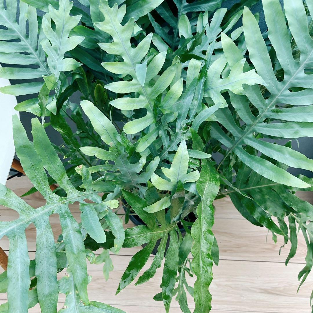 ［現品］☆珍しい☆2番　フレボディウムオーレムブルースター 8号　観葉植物　室内