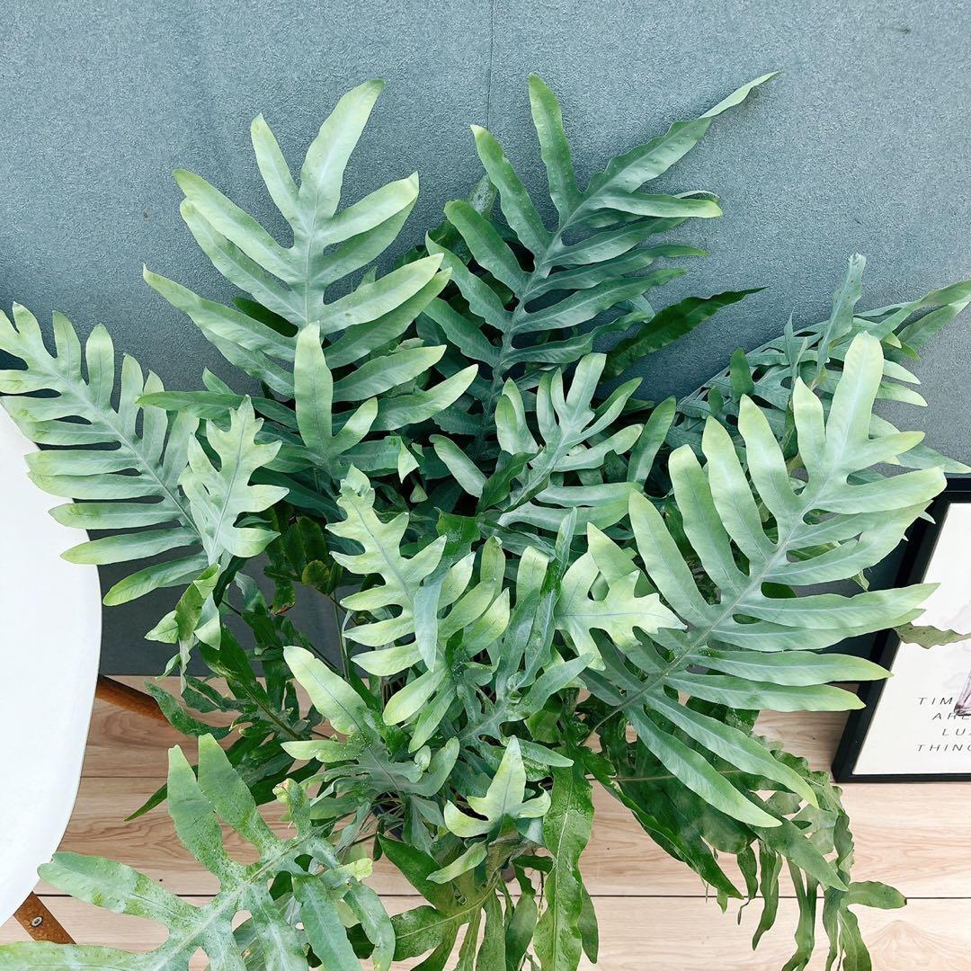 ［現品］☆珍しい☆2番　フレボディウムオーレムブルースター 8号　観葉植物　室内