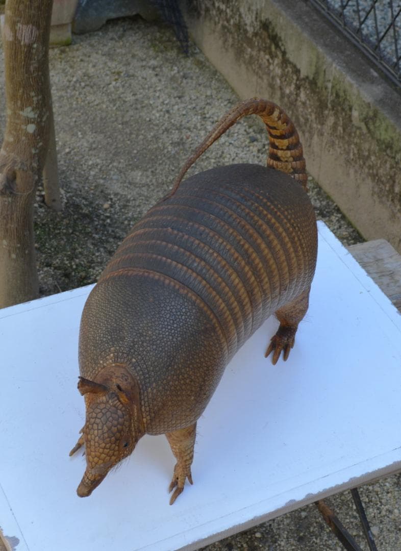 剥製　ココノオビアルマジロ　置物　飾り物「国際希少野生動植物種」指定外
