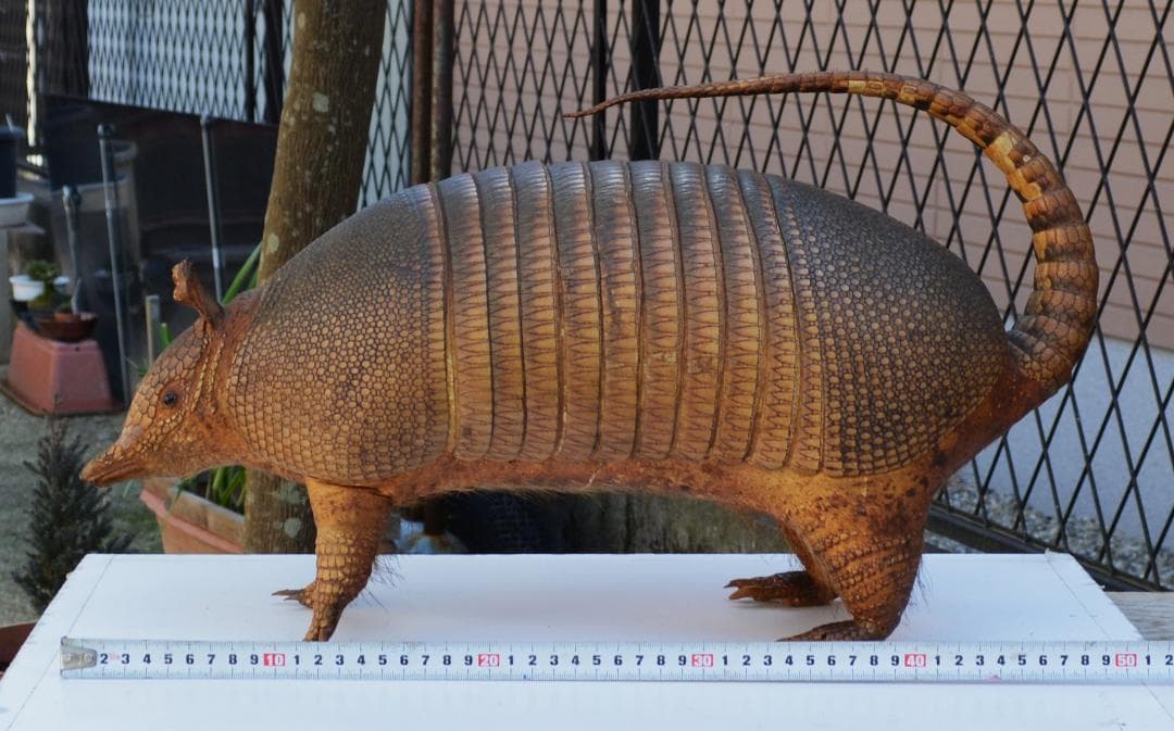 剥製　ココノオビアルマジロ　置物　飾り物「国際希少野生動植物種」指定外