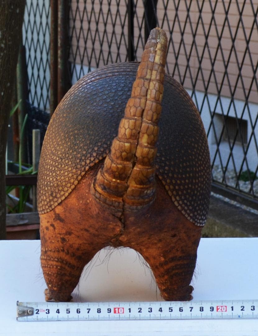 剥製　ココノオビアルマジロ　置物　飾り物「国際希少野生動植物種」指定外