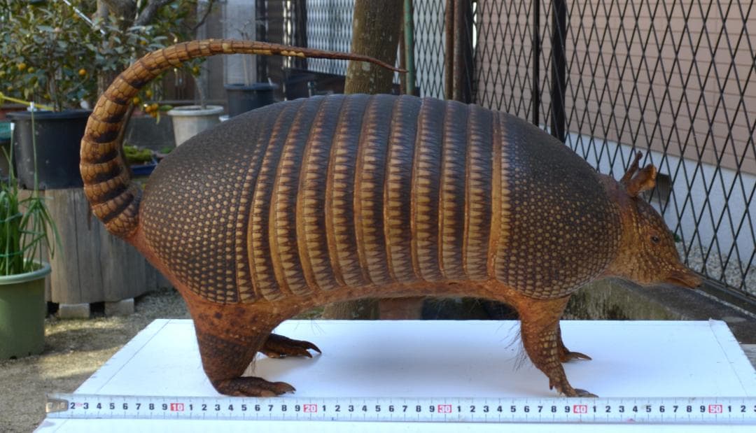 剥製　ココノオビアルマジロ　置物　飾り物「国際希少野生動植物種」指定外