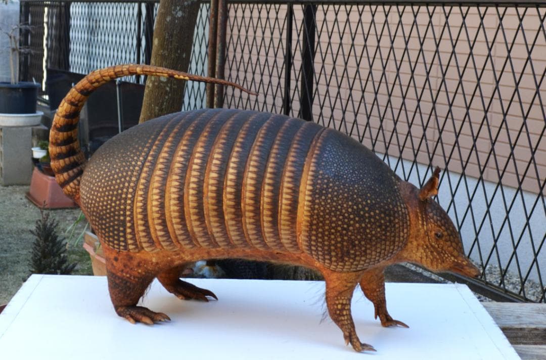 剥製　ココノオビアルマジロ　置物　飾り物「国際希少野生動植物種」指定外