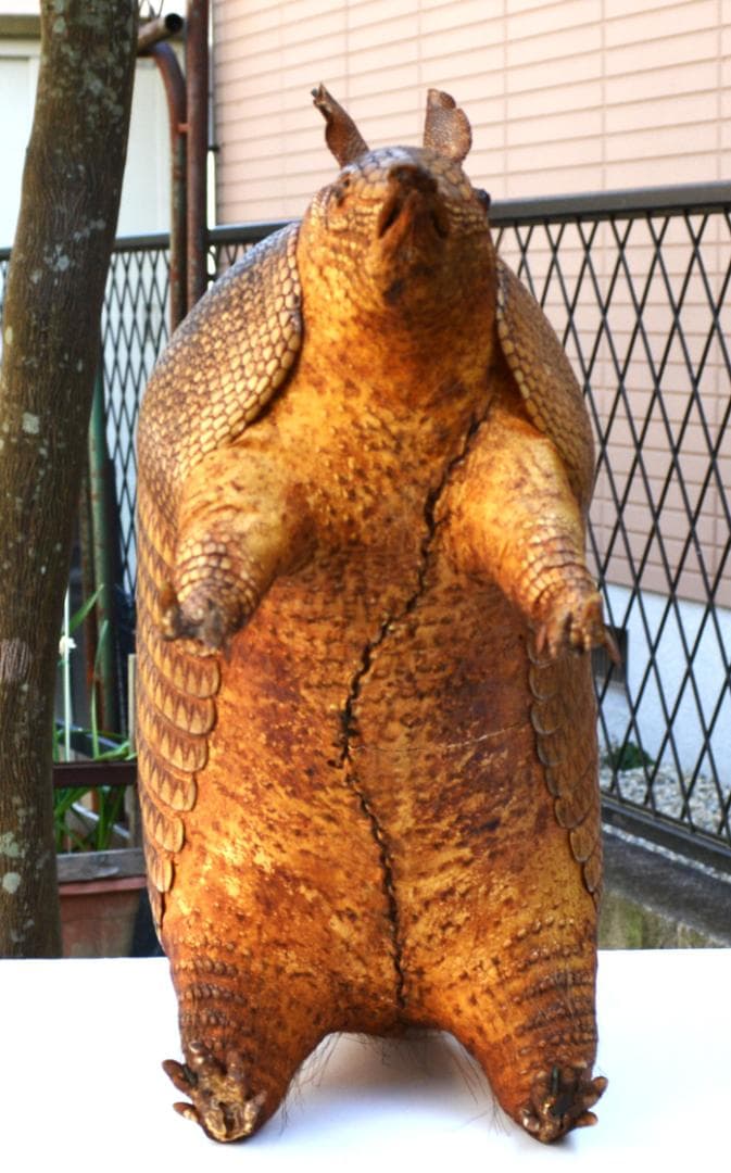剥製　ココノオビアルマジロ　置物　飾り物「国際希少野生動植物種」指定外