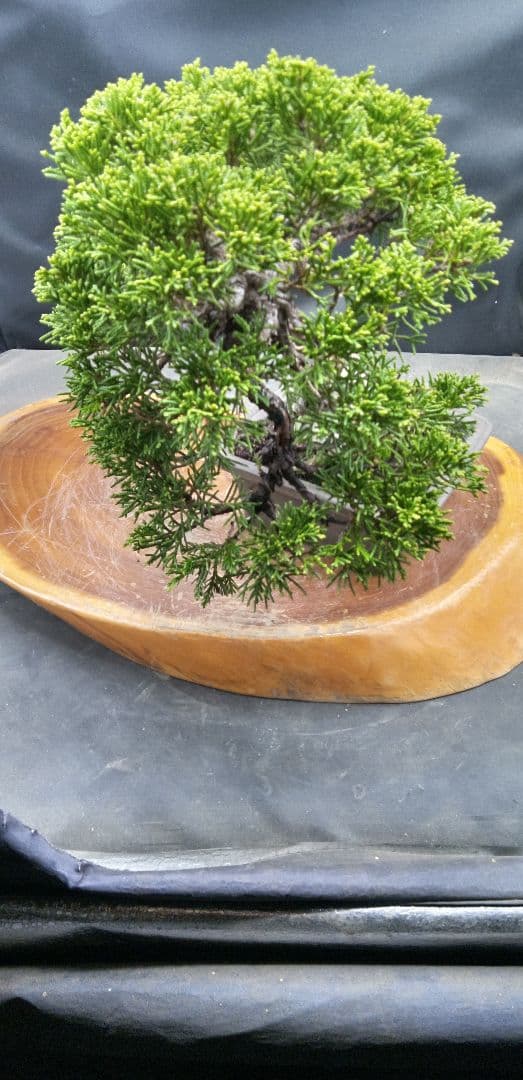 小品盆栽糸魚川真拍