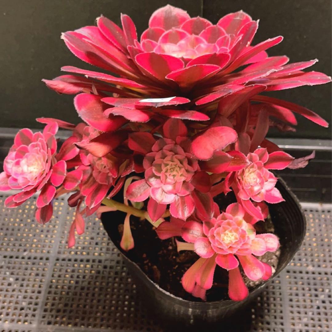 67#多肉植物アエオニウム錦❤️ガーネット白斑錦❤️1大頭9小頭22cm鉢土付き出荷