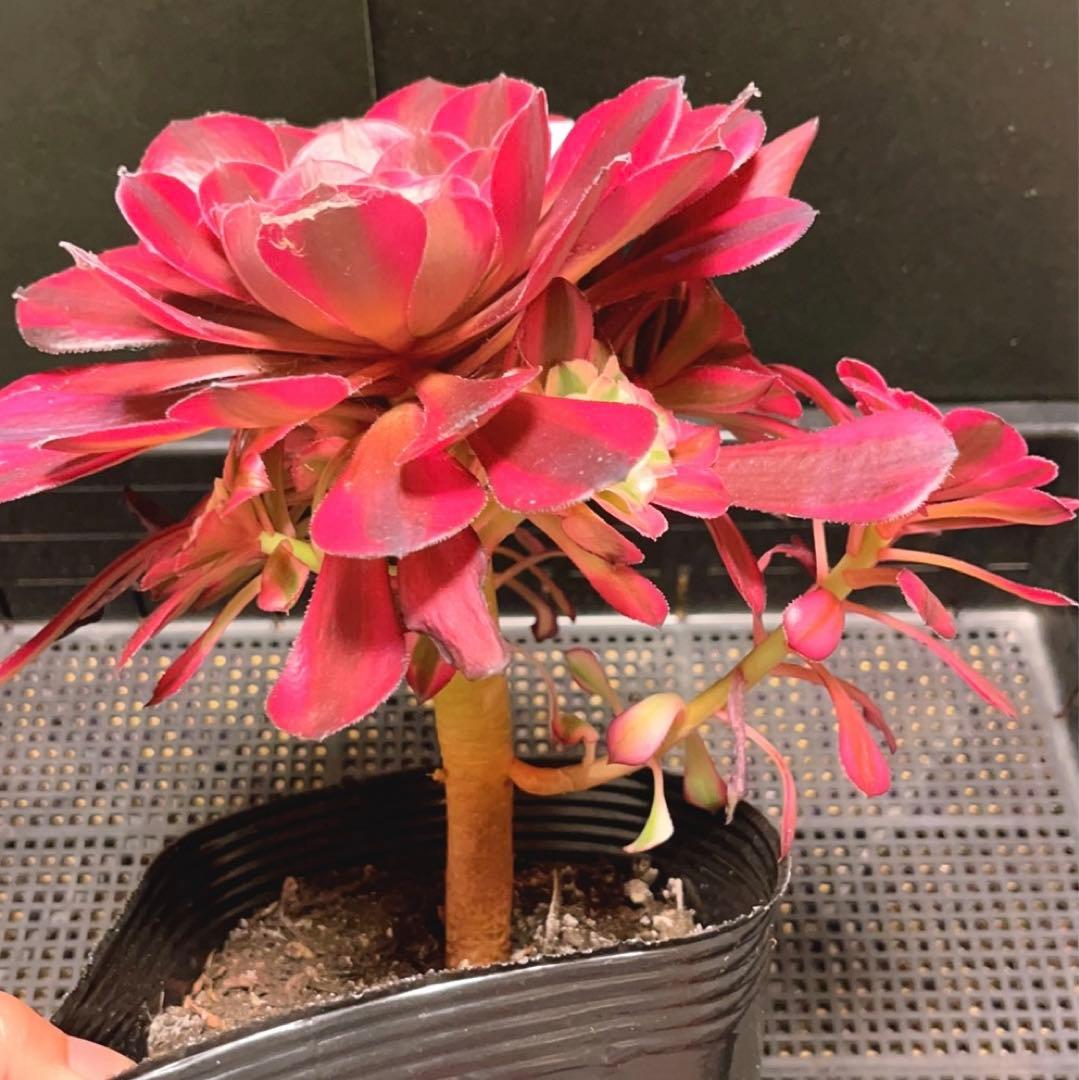 67#多肉植物アエオニウム錦❤️ガーネット白斑錦❤️1大頭9小頭22cm鉢土付き出荷