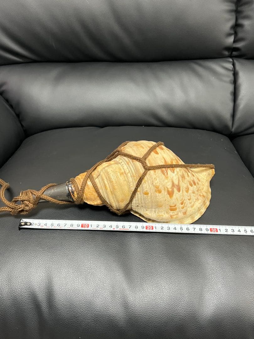 法螺貝 ホラ貝 螺貝 約30cm 和楽器