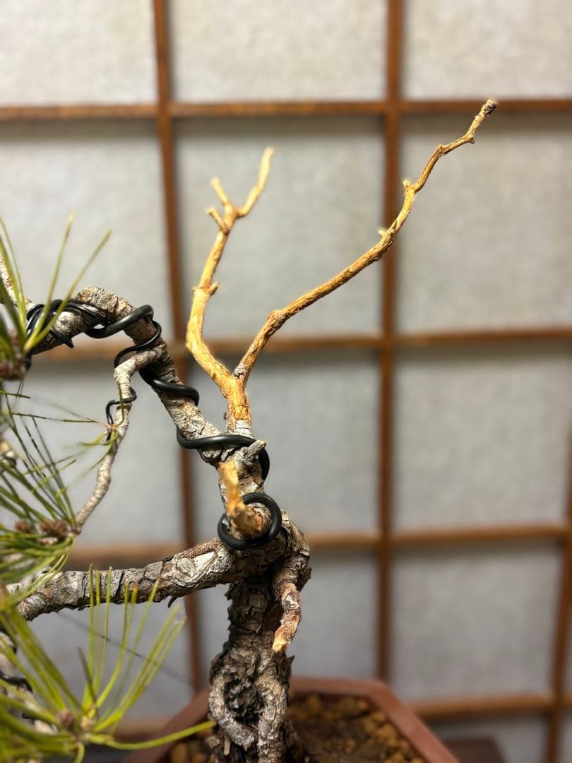赤松盆栽❗️フォロワー様180人記念❗️値下げ❗️根上がり盆栽❗️黒松盆栽真柏盆栽