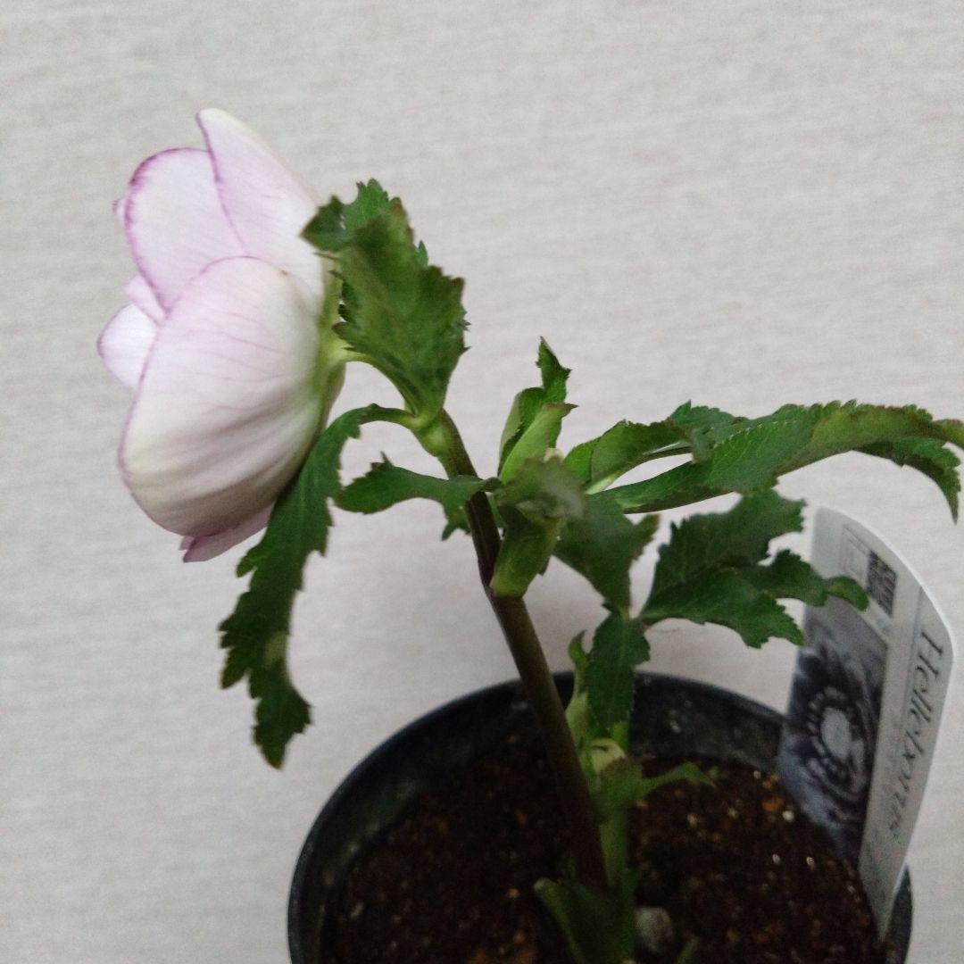 ♥広瀬園芸♥クリスマスローズ①　希望があれば広瀬園芸認定ソレイユと受粉付