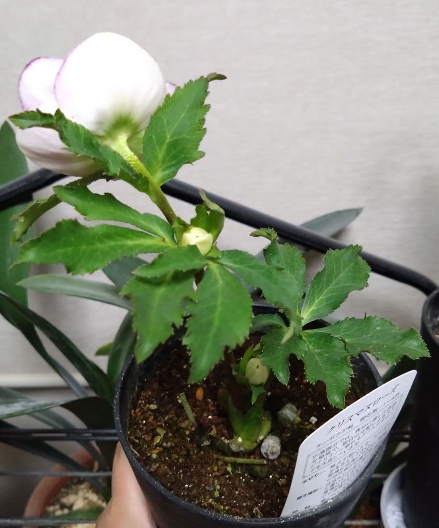 ♥広瀬園芸♥クリスマスローズ①　希望があれば広瀬園芸認定ソレイユと受粉付