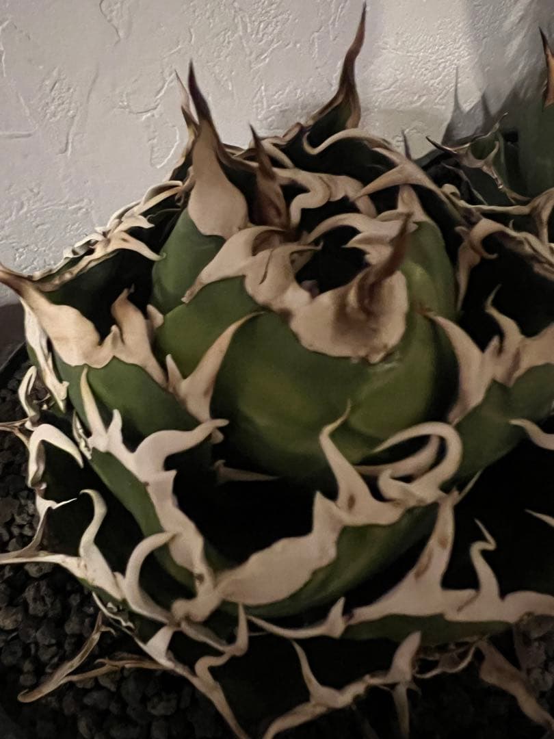 チタノタ　白鯨