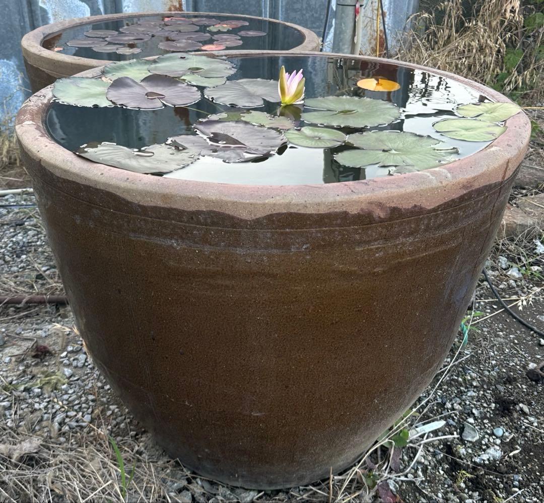 睡蓮鉢　96 特大　大型　メダカ　陶器　蓮　水鉢　甕　寺　庭園　古物　骨董　盆栽