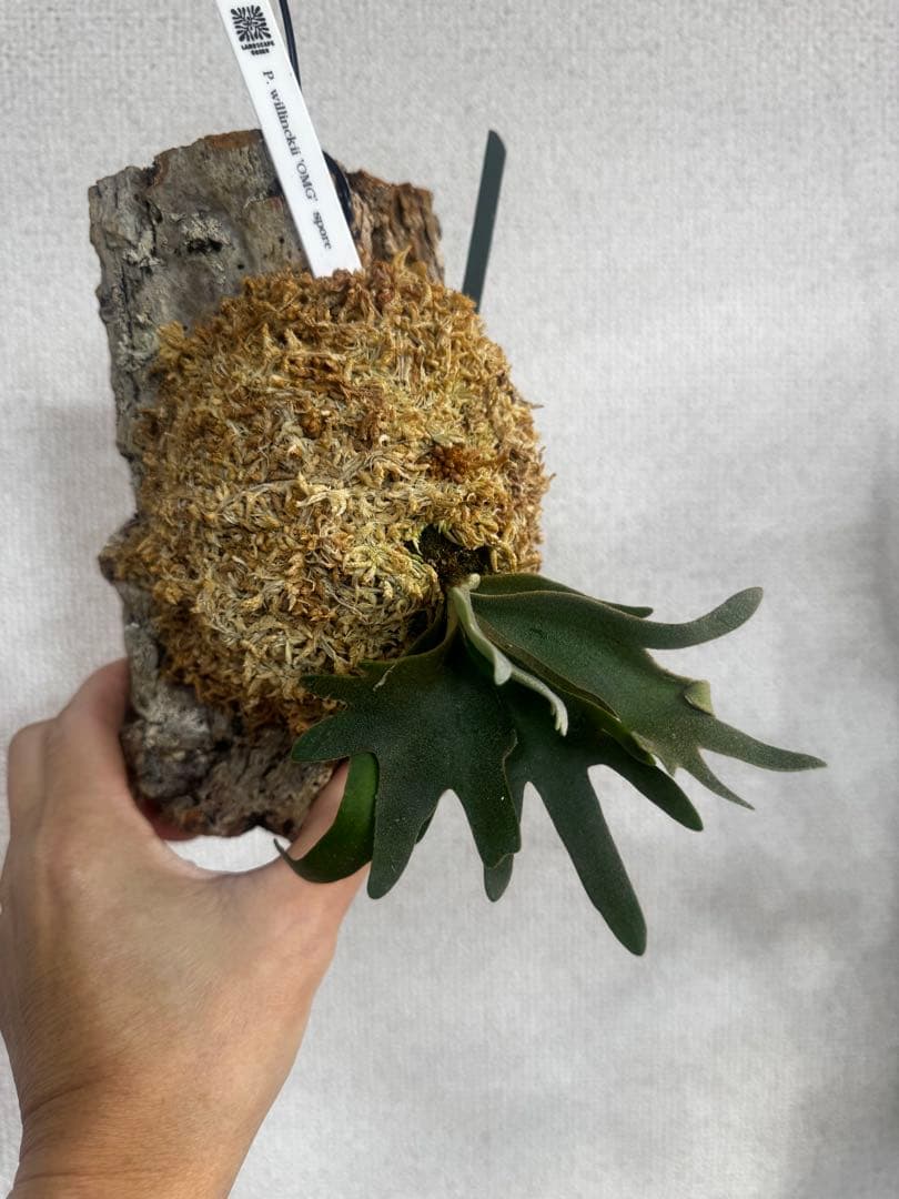P. willinckii 'OMG'spore コルク　ビカクシダ　緑