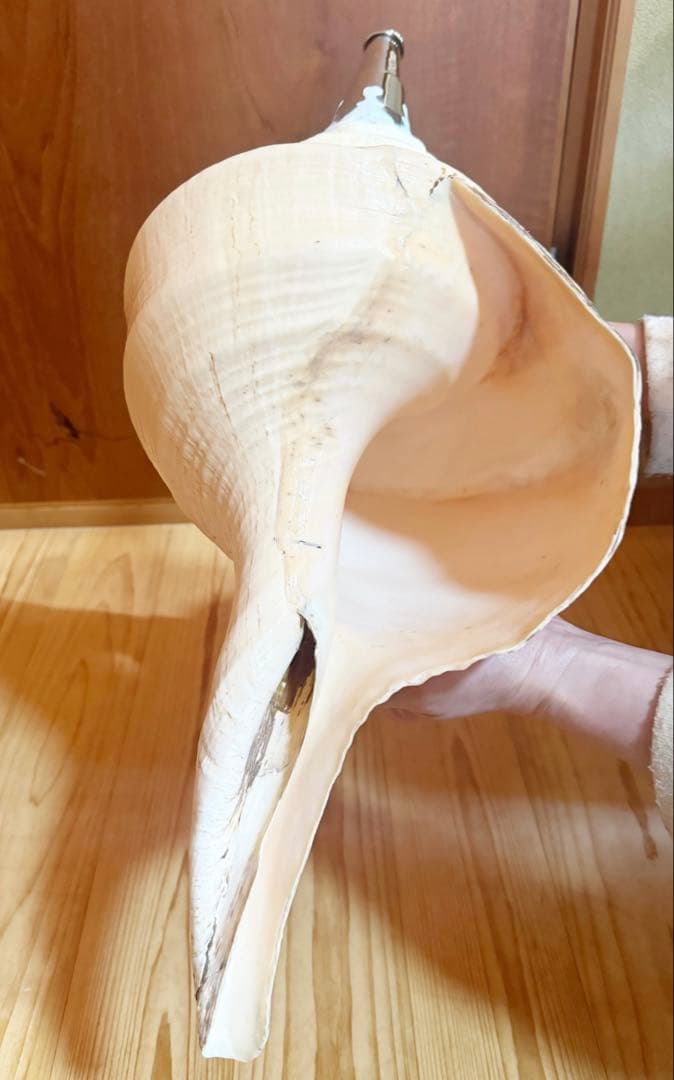 超特大超肉厚55.5㎝アラフラオオニシ法螺貝　ほら貝　ホラガイ