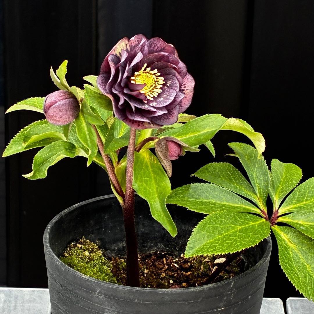 ヒ*イ様 3595☘️蕾花付き☘️⭐️スモーキーダーク⭐️ブロッチ⭐️ベイン⭐️