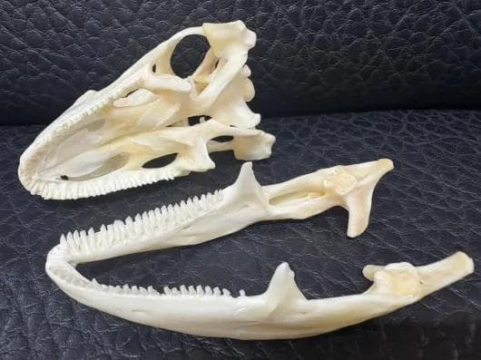 高品質！グリーンイグアナの頭骨 Lサイズ（9.5ｃｍ）