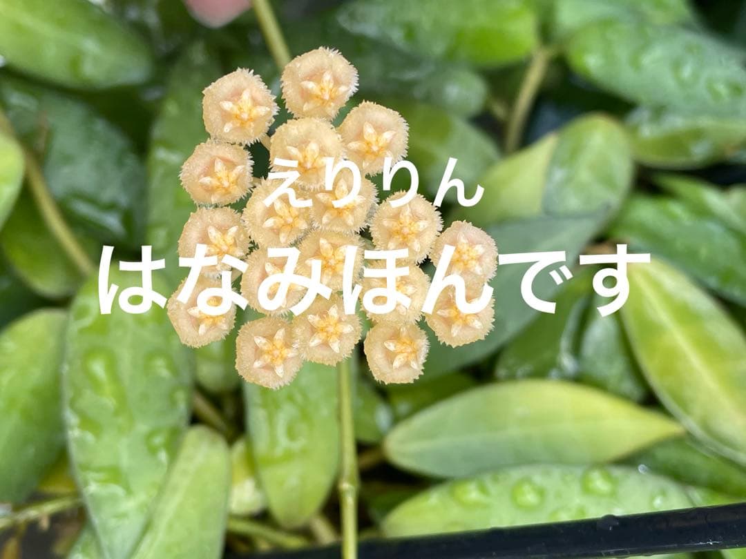 0216 ＊ ホヤ ＊ Hoya ＊ ラクノーサ ＊ イエロー ＊花座たくさん