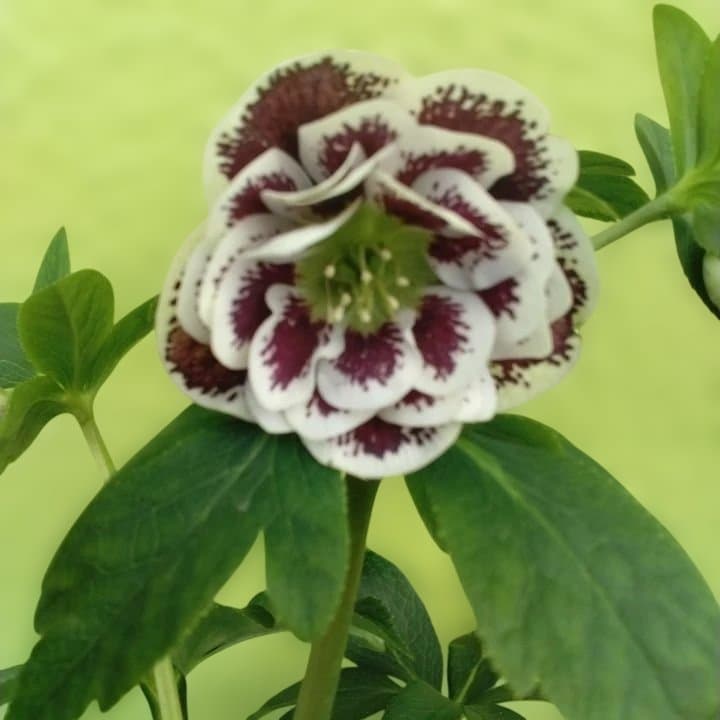 広瀬園芸。ダブルホワイトブロッチ。開花株。No60
