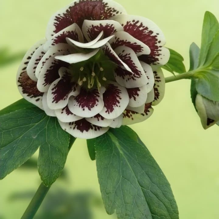 広瀬園芸。ダブルホワイトブロッチ。開花株。No60