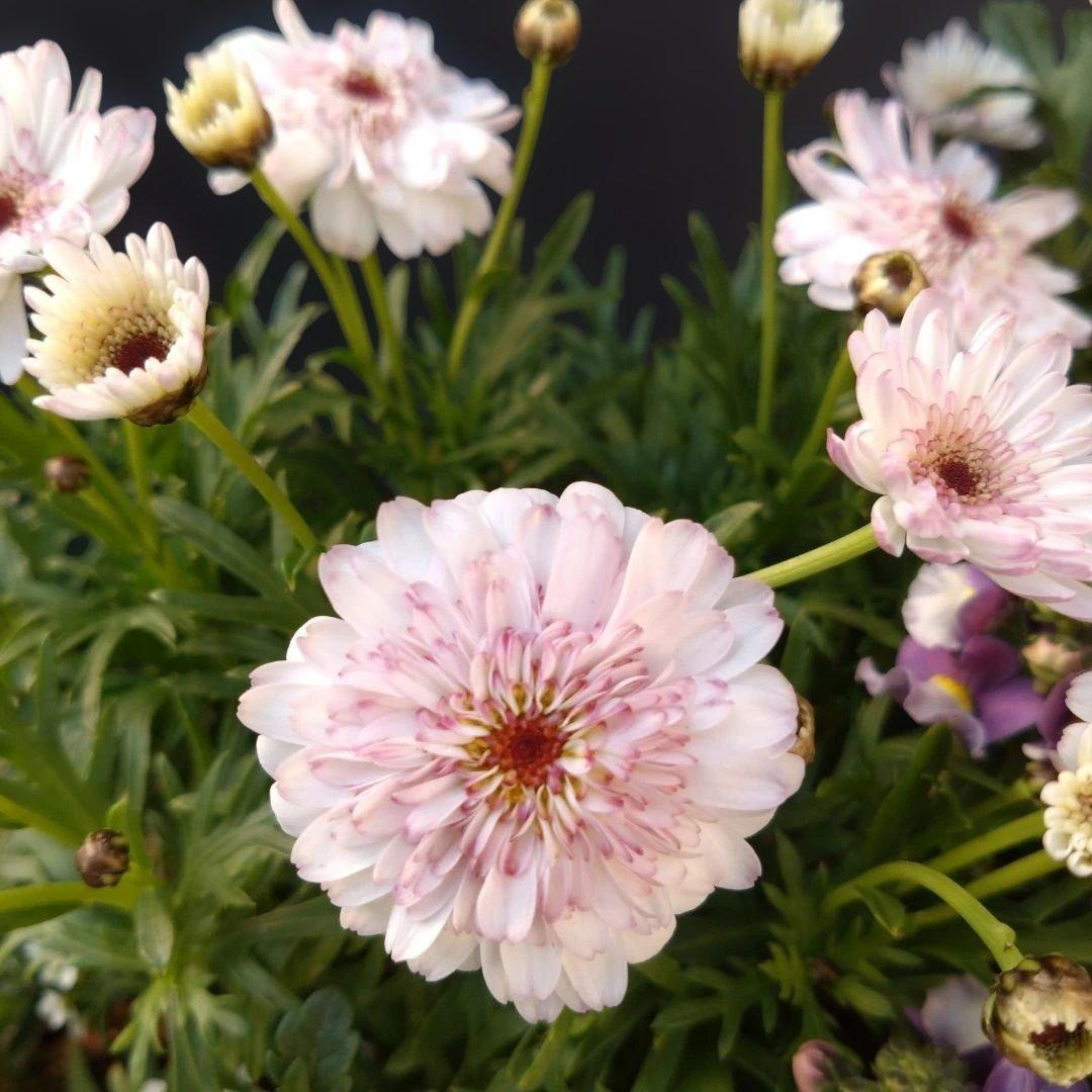 寄せ植え　 アンティークブリキ鉢　花