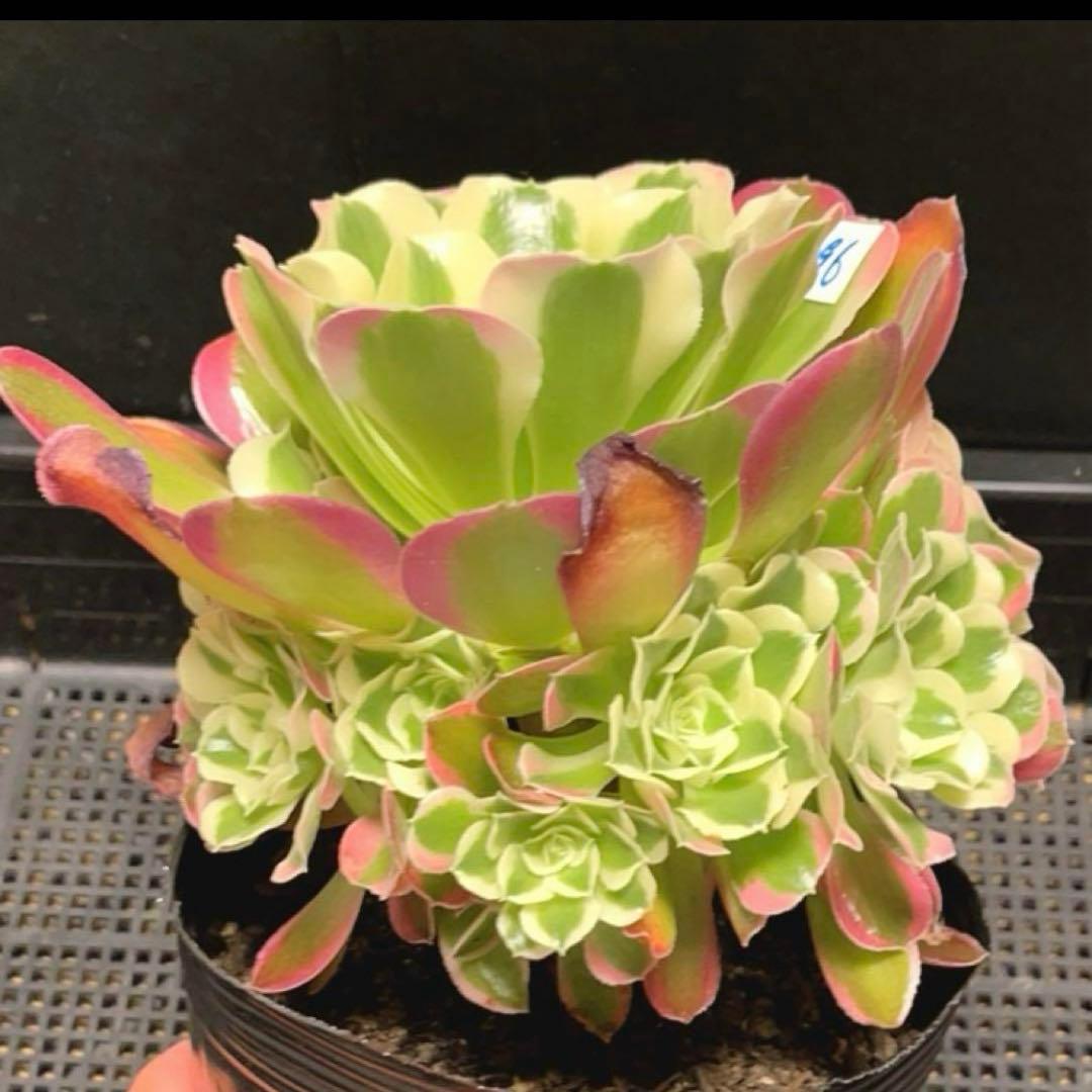 96#多肉植物アエオニウム錦❤️リバーストーン❤️ 1大頭10小頭18cm 鉢土付き