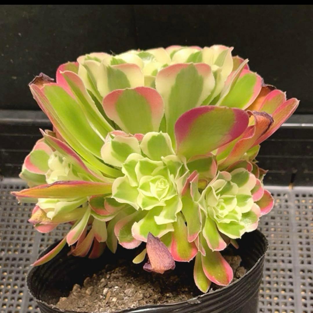 96#多肉植物アエオニウム錦❤️リバーストーン❤️ 1大頭10小頭18cm 鉢土付き