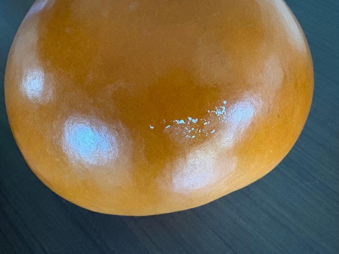 フラダンス用イプ 約15cm