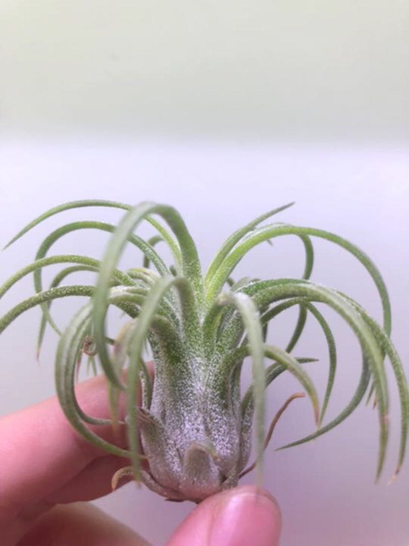 ヘドロ沼 様　ご確認用　イオナンタ　プレデター