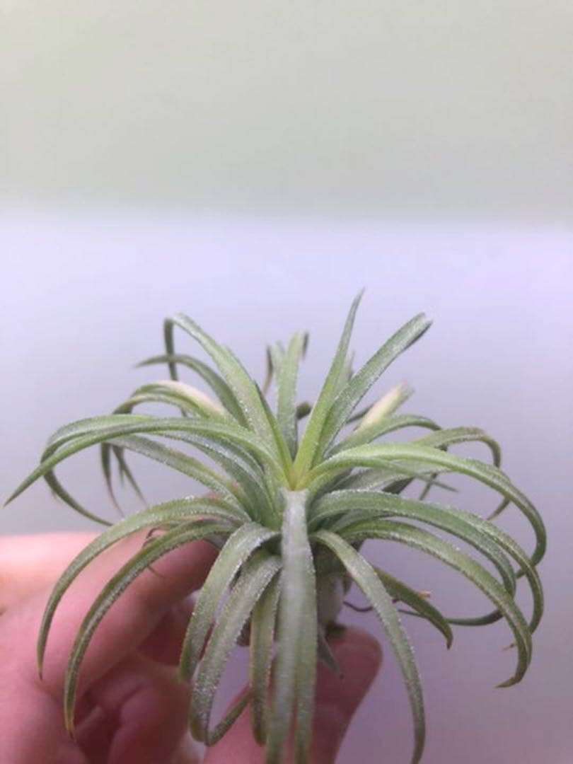 ヘドロ沼 様　ご確認用　イオナンタ　プレデター