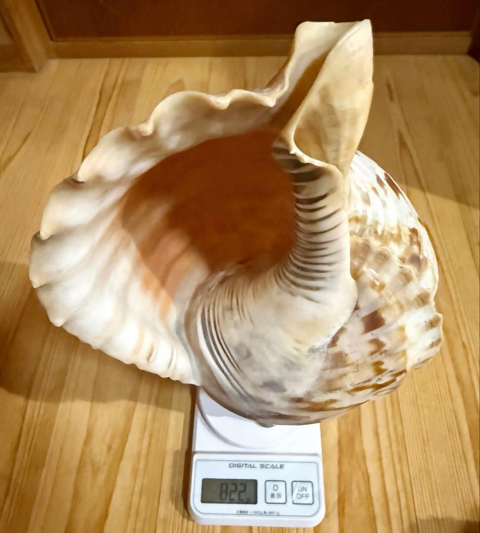 修験道法螺貝36㎝　山伏　密教　魔除け　熊よけ❣️ホラガイ　ほら貝